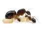 Preview: Camponotus pilicornis